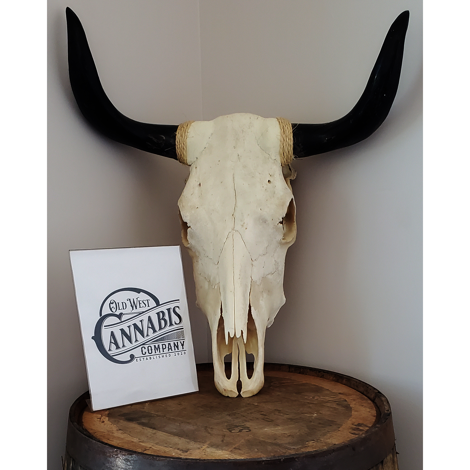 A cattle skull resting atop a wooden barrel. Decor in the shop.
